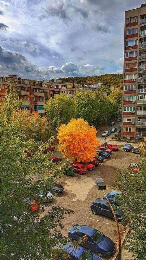 Apartman Nikolic 보르 외부 사진